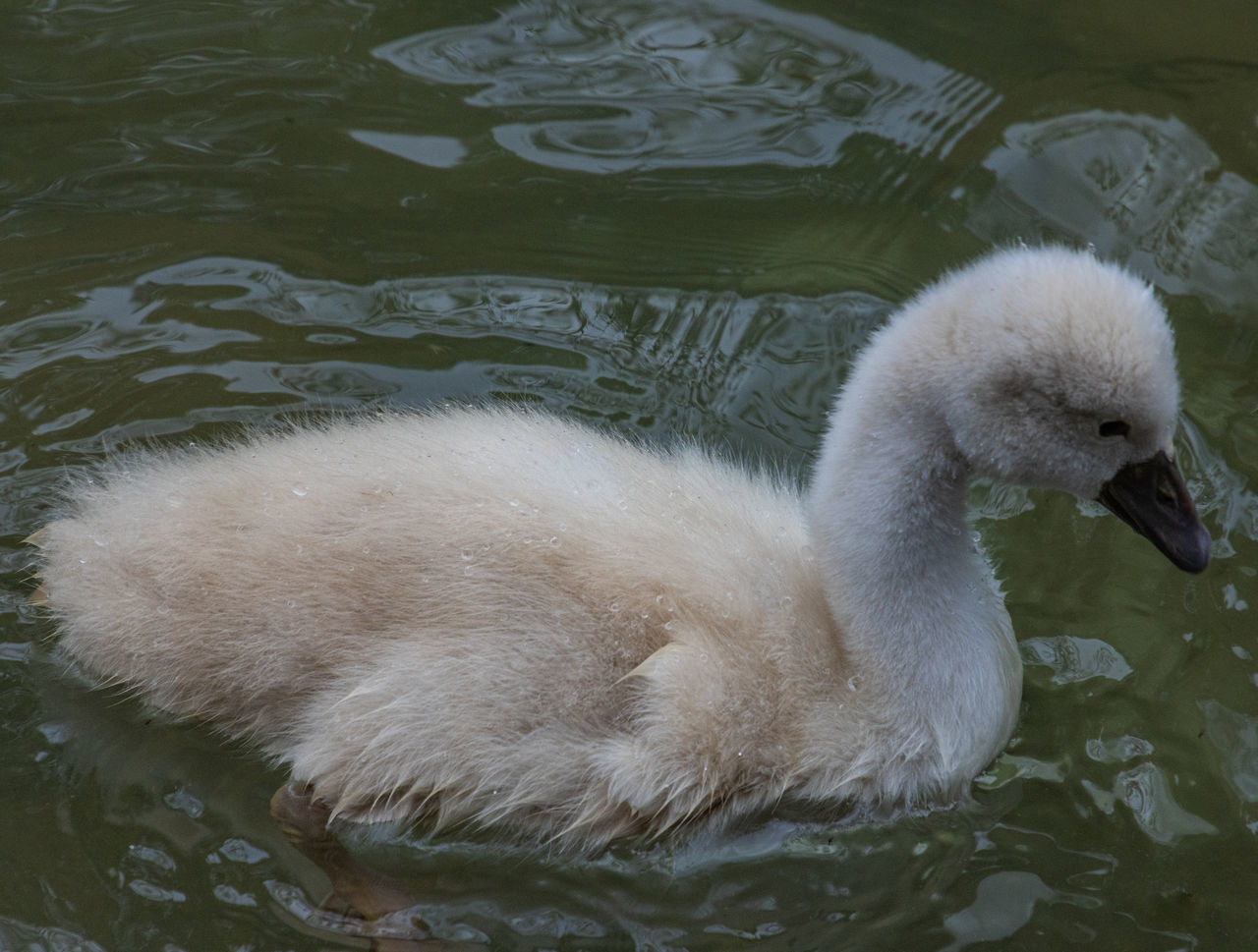 HIGH ANGLE VIEW OF SWANS SWIMMING IN LAKE