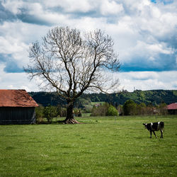 View of a horse on field