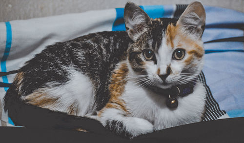 Close-up portrait of a cat