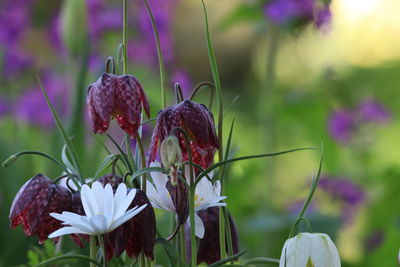 Close-up of flowering plant