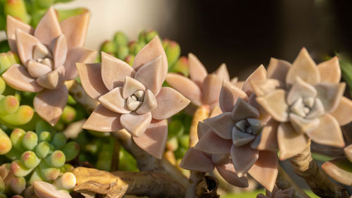 Close-up of white flowering plants