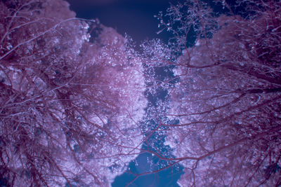 Low angle view of trees against sky at night