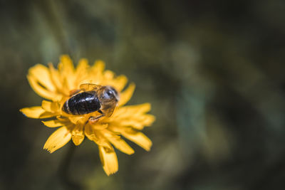 Close-up of bee pollinating on flower