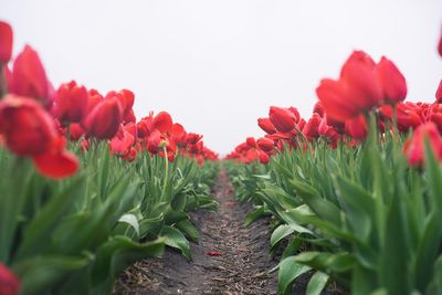 Close-up of red flowering plants on field against sky