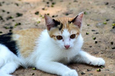 Portrait of a cat lying on field