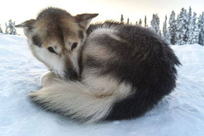 Close-up of a sheep on snow