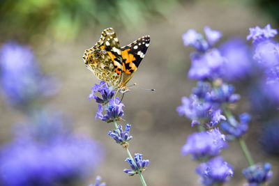 Close-up of butterfly pollinating on purple flower