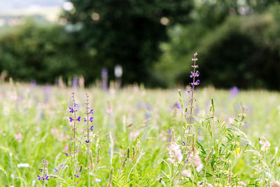 Close-up of flowering plant on field