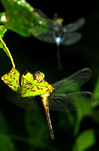 Close-up of insect on plant