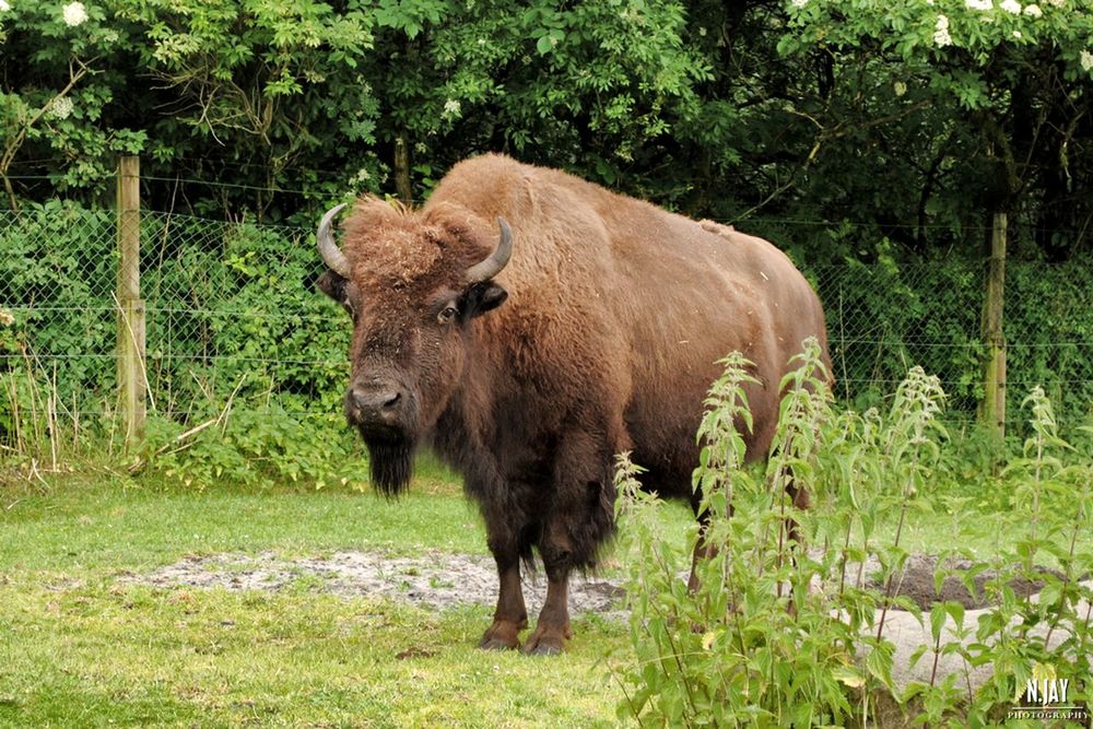 animal themes, one animal, mammal, livestock, domestic cattle, herbivorous, plant, field, green color, outdoors, day, nature, zoology, domestic animals, non-urban scene, no people, tranquility, rural scene