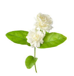 Close-up of white flowering plant