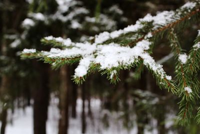 Close-up of snow covered pine tree