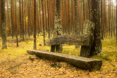 Pine trees in forest