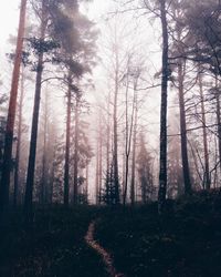 Trees in forest