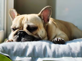 Close-up of a dog sleeping on bed