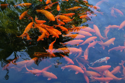 View of koi carps swimming in sea