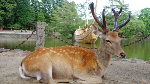 The imposing deer located in nara,japan