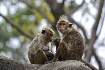 Monkey with her baby