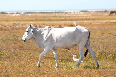 White cow and white egret walking in the park of lencois maranhenses, maranhao, brazil