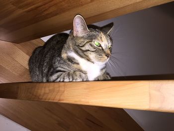 Cat looking at wooden table