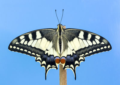 Close-up of butterfly on plant against blue sky