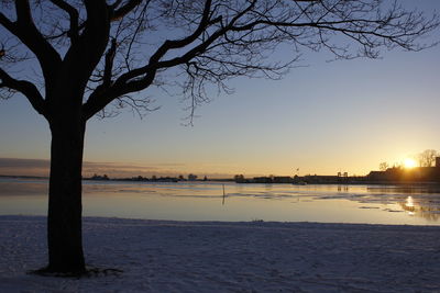 Silhouette bare trees on shore against sky during sunset