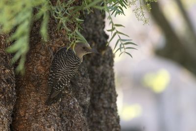 Bird perching on a tree