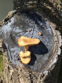 Close-up of tree trunk