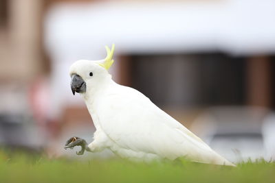 Close-up of parrot perching