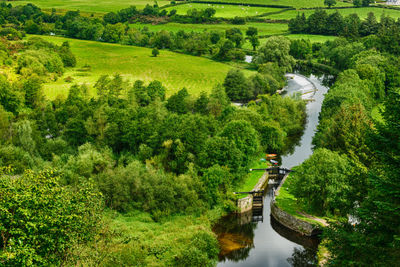 Scenic view of river amidst trees in forest