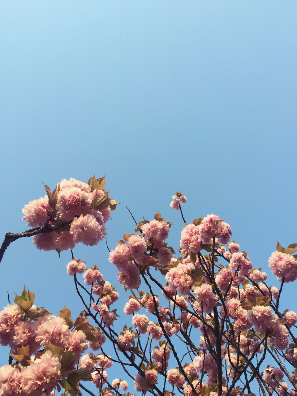 clear sky, low angle view, copy space, branch, flower, blue, tree, growth, nature, beauty in nature, freshness, high section, day, fragility, outdoors, sky, no people, season, pink color, blossom