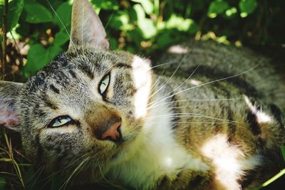 Close-up portrait of a cat