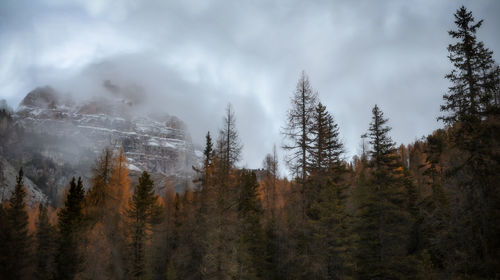 Trees in forest during winter against sky