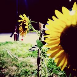 Close-up of sunflower against plant