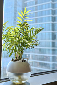 Close-up of potted plant on table