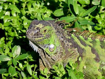 Closeup of an iguana