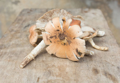 Close-up of food