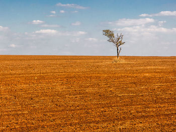 View of lone tree on landscape against the sky