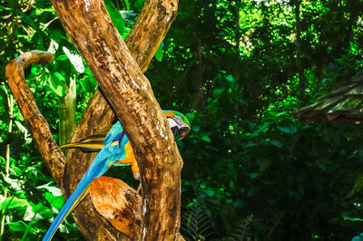 Gold and blue macaw perching on tree