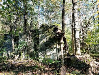 Trees in forest against sky