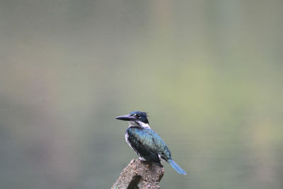 Close-up of bird perching