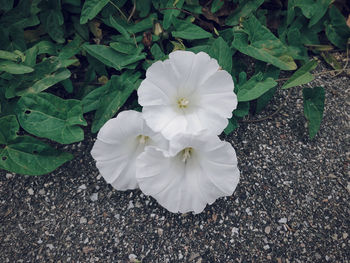 High angle view of white flowering plant