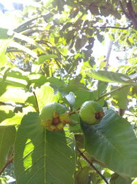 Close-up of fruits growing on tree