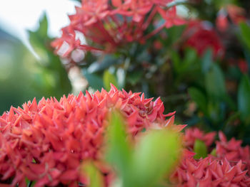Close-up of red pink flowers