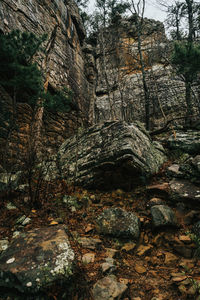 Trees growing in forest
