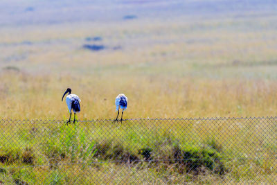 Rear view of men walking on field