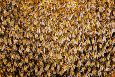 Group of bees working on honeycombs in beehives in an apiary 