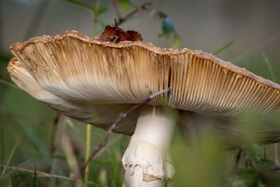 Close-up of mushroom growing on land