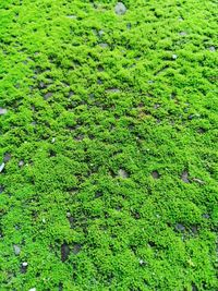 Full frame shot of fresh green field