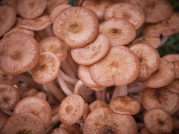 Full frame shot of mushrooms